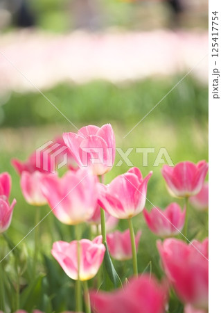 ピンク色の綺麗な春の花　チューリップ 125417754