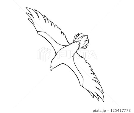 翼を広げて飛ぶ鷲の線画イラスト 125417778