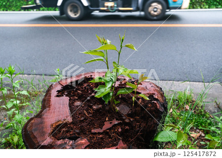 伐採された桜の古木から新芽がでる 125417872