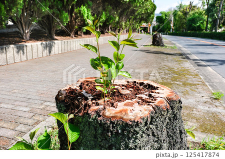 伐採された桜の古木から新芽がでる 125417874