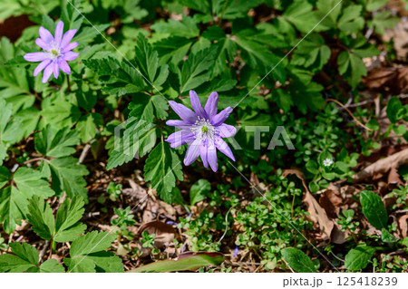 紫色の花 125418239
