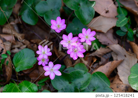 桃色のミスミソウの花 125418241