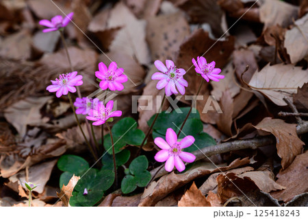 可愛いミスミソウの花 125418243
