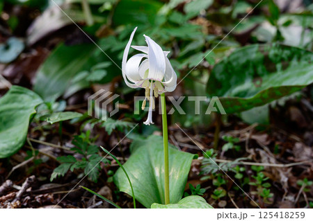 白色のカタクリの花 白色のカタクリの花 125418259