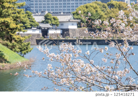 桜田門と桜 東京都千代田区皇居外苑 桜田門と桜 東京都千代田区皇居外苑 125418271