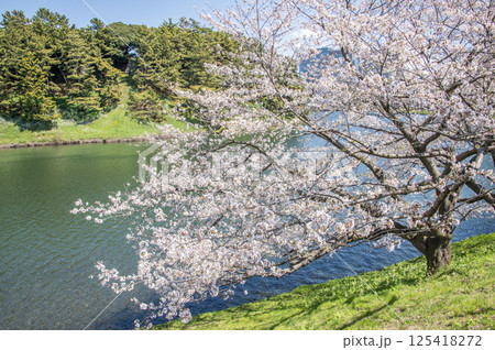 桜田門周辺の桜 東京都千代田区皇居外苑 桜田門周辺の桜 東京都千代田区皇居外苑 125418272