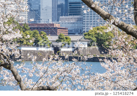 桜田門と桜　東京都千代田区皇居外苑 125418274