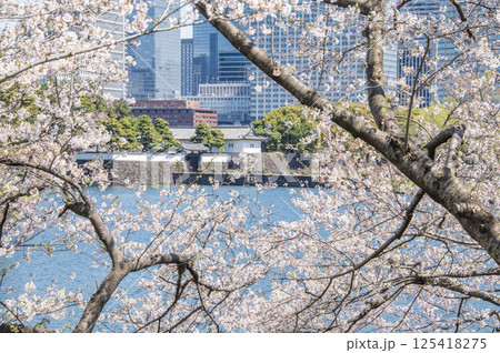 桜田門と桜　東京都千代田区皇居外苑 125418275
