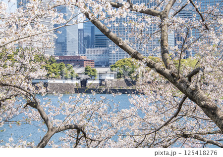 桜田門と桜　東京都千代田区皇居外苑 125418276