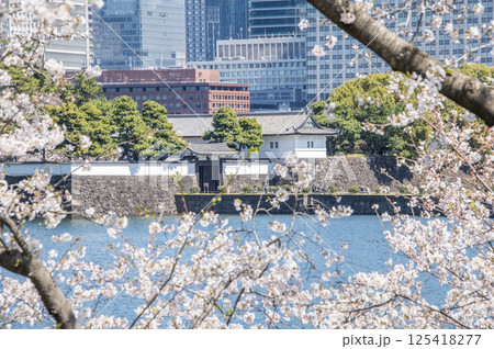 桜田門と桜　東京都千代田区皇居外苑 125418277