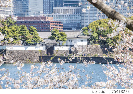 桜田門と桜　東京都千代田区皇居外苑 125418278