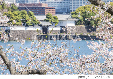 桜田門と桜　東京都千代田区皇居外苑 125418280
