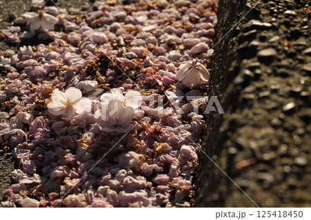Littered Flowering Pink Cherry Blossoms And Petals 125418450