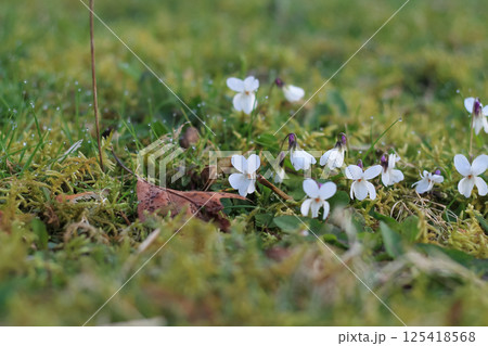 Springing Sweet White Violets In Mossy Lawn 125418568