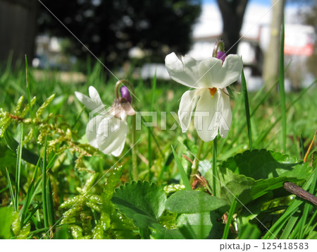 Springing Sweet White Violets In Mossy Lawn 125418583