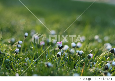 Early Morning English Daisy Buds In A Dewey Park 125418584