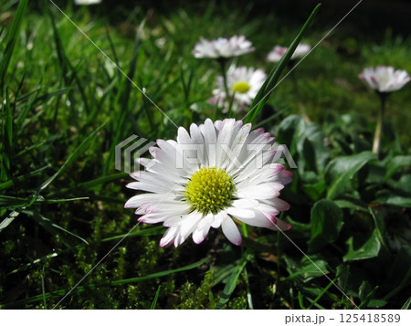 English Daisies Out In The Park 125418589