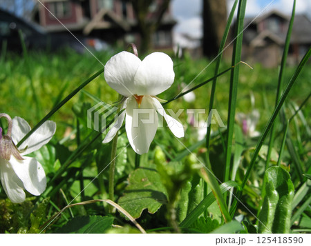 Springing Sweet White Violets In Mossy Lawn Springing Sweet White Violets In Mossy Lawn 125418590