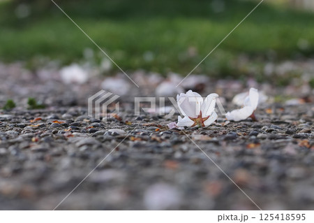 Littered Flowering Pink Cherry Blossoms And Petals Littered Flowering Pink Cherry Blossoms And Petals 125418595
