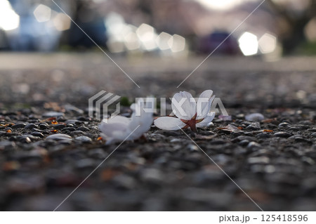 Littered Flowering Pink Cherry Blossoms And Petals Littered Flowering Pink Cherry Blossoms And Petals 125418596