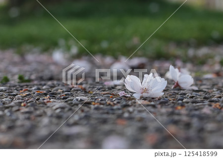 Littered Flowering Pink Cherry Blossoms And Petals Littered Flowering Pink Cherry Blossoms And Petals 125418599