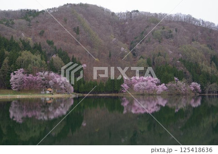 信州　安曇野　中綱湖　オオヤマザクラの名所　仁科三湖の真ん中の湖 125418636