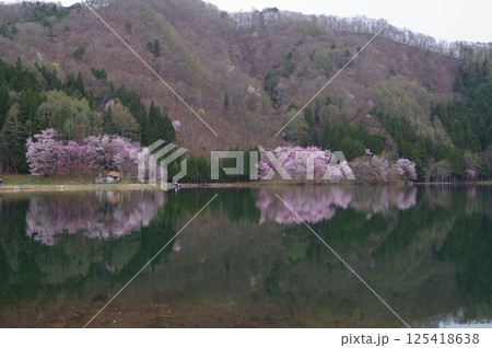 信州 安曇野 中綱湖 オオヤマザクラの名所 仁科三湖の真ん中の湖 信州 安曇野 中綱湖 オオヤマザクラの名所 仁科三湖の真ん中の湖 125418638