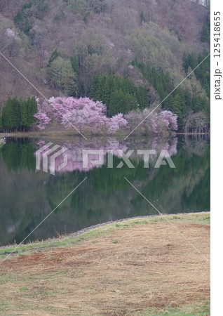 信州　安曇野　中綱湖　オオヤマザクラの名所　仁科三湖の真ん中の湖 125418655