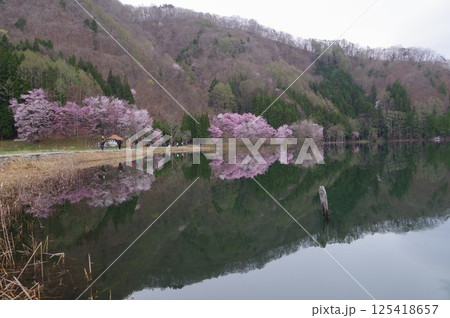 信州　安曇野　中綱湖　オオヤマザクラの名所　仁科三湖の真ん中の湖 125418657