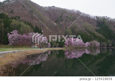 信州　安曇野　中綱湖　オオヤマザクラの名所　仁科三湖の真ん中の湖 125418658