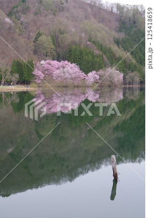 信州　安曇野　中綱湖　オオヤマザクラの名所　仁科三湖の真ん中の湖 125418659