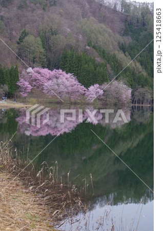 信州　安曇野　中綱湖　オオヤマザクラの名所　仁科三湖の真ん中の湖 125418663