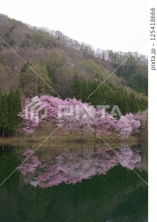 信州　安曇野　中綱湖　オオヤマザクラの名所　仁科三湖の真ん中の湖 125418666