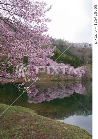 信州　安曇野　中綱湖　オオヤマザクラの名所　仁科三湖の真ん中の湖 125418668