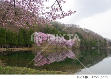 信州　安曇野　中綱湖　オオヤマザクラの名所　仁科三湖の真ん中の湖 125418669