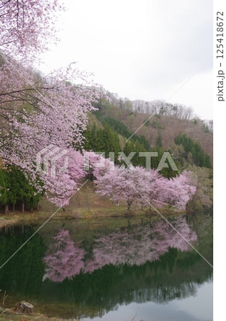 信州 安曇野 中綱湖 オオヤマザクラの名所 仁科三湖の真ん中の湖 信州 安曇野 中綱湖 オオヤマザクラの名所 仁科三湖の真ん中の湖 125418672
