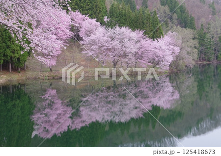 信州 安曇野 中綱湖 オオヤマザクラの名所 仁科三湖の真ん中の湖 信州 安曇野 中綱湖 オオヤマザクラの名所 仁科三湖の真ん中の湖 125418673