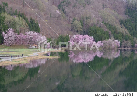 信州　安曇野　中綱湖　オオヤマザクラの名所　仁科三湖の真ん中の湖 125418681