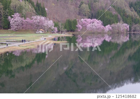 信州　安曇野　中綱湖　オオヤマザクラの名所　仁科三湖の真ん中の湖 125418682