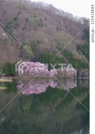 信州　安曇野　中綱湖　オオヤマザクラの名所　仁科三湖の真ん中の湖 125418684
