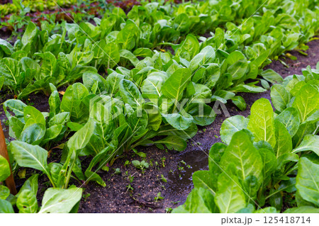 Image of a bed of spinach in the garden. Image of a bed of spinach in the garden. 125418714