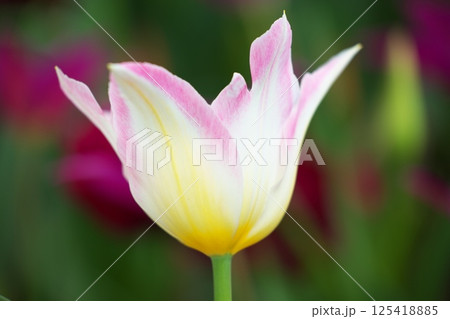 春の花チューリップのクローズアップ 春の花チューリップのクローズアップ 125418885