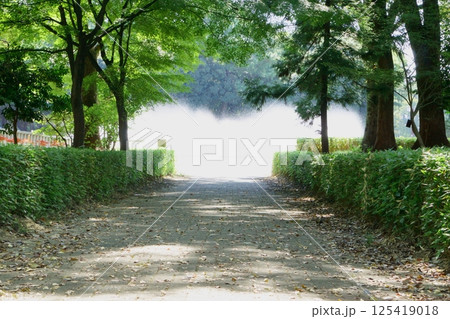 公園の遊歩道の先で噴き出す噴水 125419018