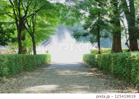 噴水がある公園の遊歩道 125419019