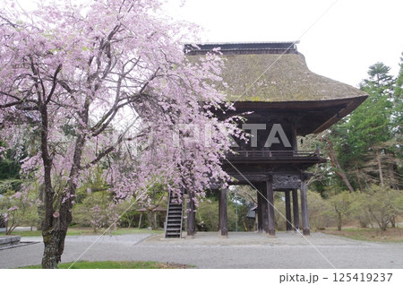 信州　大町の古刹　霊松寺　鎌倉時代の創建　立川流建築の山門と桜 125419237