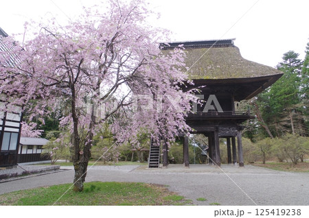 信州　大町の古刹　霊松寺　鎌倉時代の創建　立川流建築の山門と桜 125419238