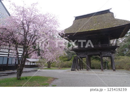 信州　大町の古刹　霊松寺　鎌倉時代の創建　立川流建築の山門と桜 125419239