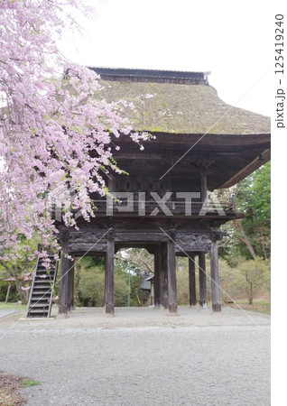 信州 大町の古刹 霊松寺 鎌倉時代の創建 立川流建築の山門と桜 信州 大町の古刹 霊松寺 鎌倉時代の創建 立川流建築の山門と桜 125419240