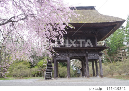 信州　大町の古刹　霊松寺　鎌倉時代の創建　立川流建築の山門と桜 125419241