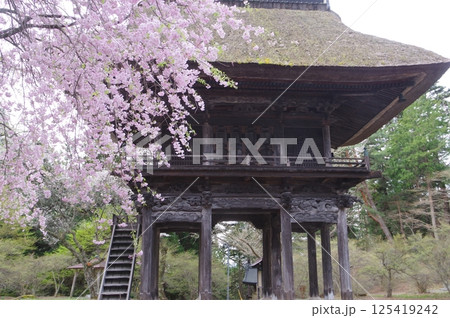 信州　大町の古刹　霊松寺　鎌倉時代の創建　立川流建築の山門と桜 125419242